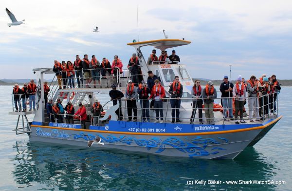 Dyer Island Cruises - Boat Based Whale Watching & Marine Big 5 Eco Trips