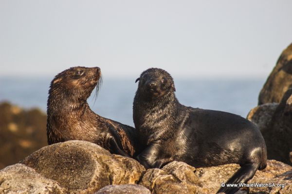 Dyer Island Cruises - Boat Based Whale Watching & Marine Big 5 Eco Trips