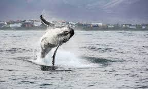 Southern Africa 360 Whale Coast Hotel - Hermanus