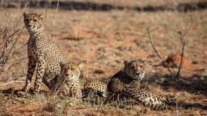 Southern Africa 360: Kwafubesi Tented Safari Camp – Mabula Private Game Reserve 3-night Special