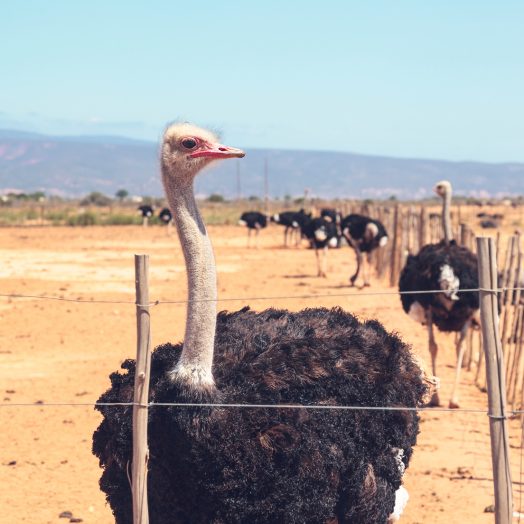 Southern Africa 360 - Country Routes of the Cape: 4-nights Route 62 Highlights