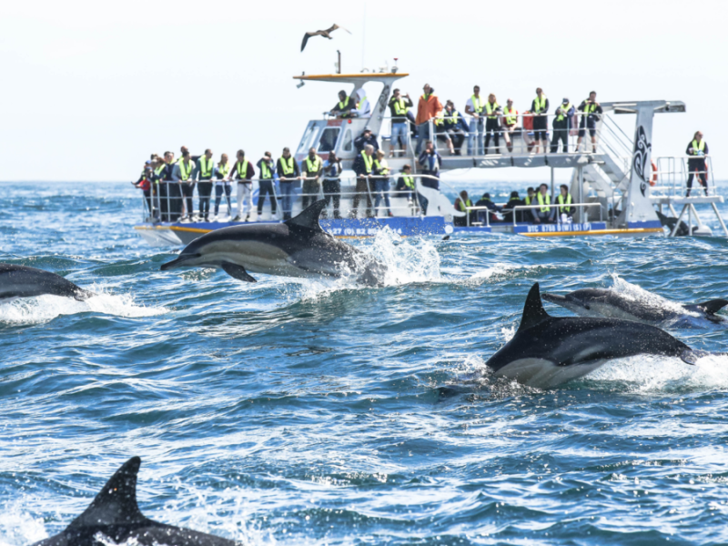 Marine Dynamics Whale Tours