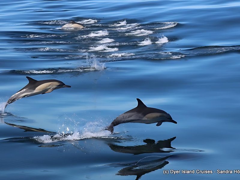 Marine Dynamics Whale Tours