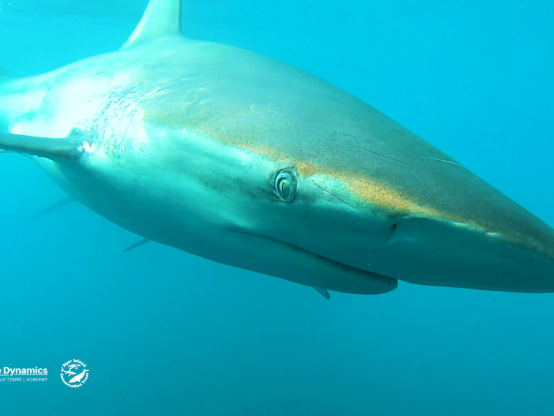 Marine Dynamics Shark Tours