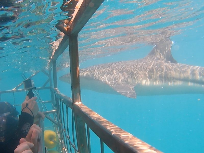 Marine Dynamics Shark Tours