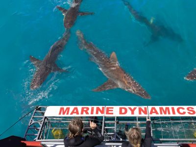 Marine Dynamics Shark Tours