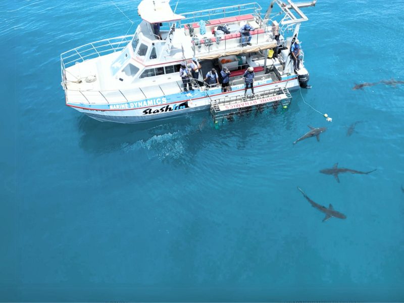 Marine Dynamics Shark Tours