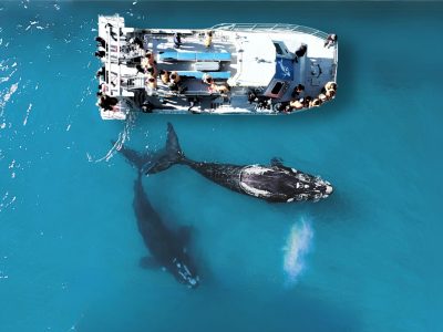 Marine Dynamics Whale Tours