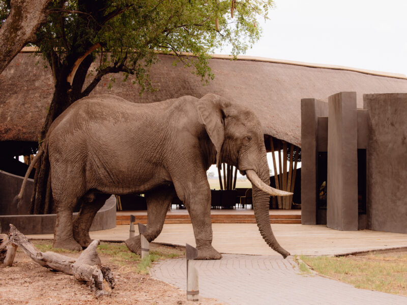 Eagle Island Lodge A Belmond Safari